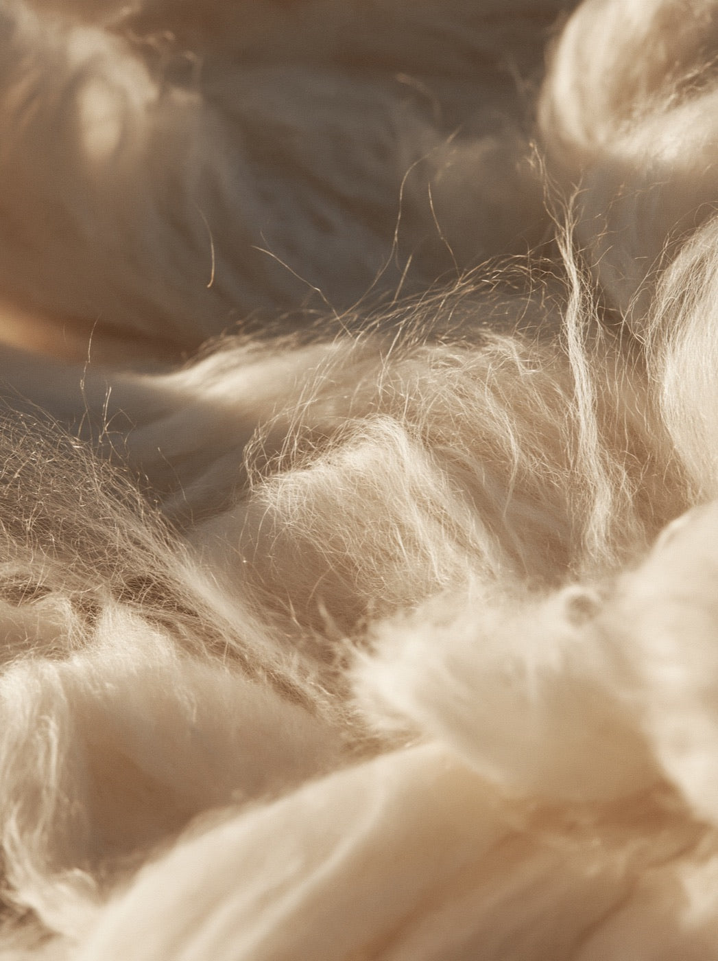 Fine, soft cashmere fibres in warm light